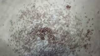 Ants Death Spiral Strange Behaviour