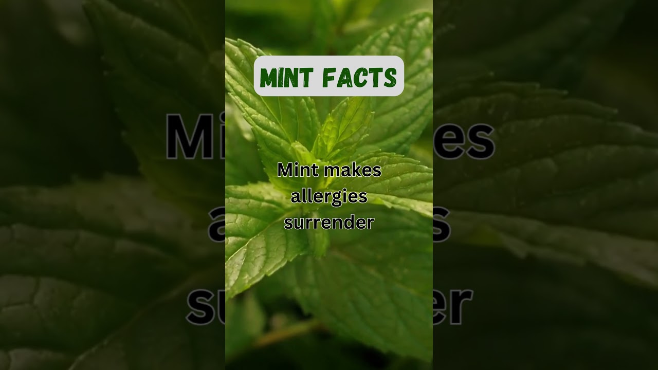 MINT FACTS | Get Rid of Allergies & Seasonal Sniffles