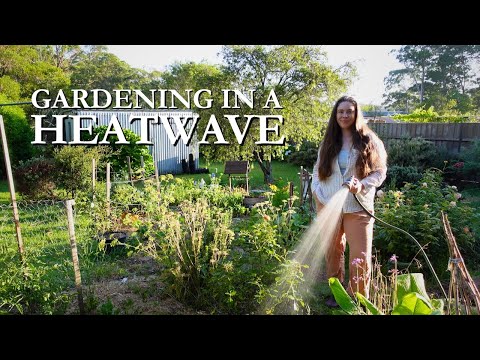 Spend a Week in the Garden with Me.... During a Three Day Heatwave 🌿☀️