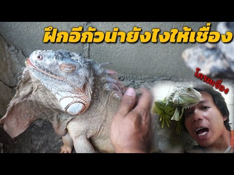 เลี้ยงอีกัวน่ายังไงให้เชื่อง(ทฤษฏีการฝึก) how to train your iguana