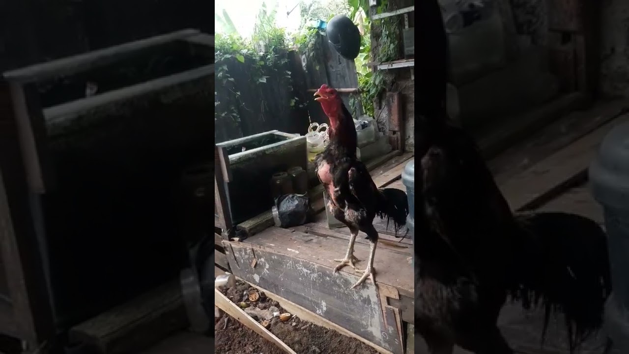 ayam Mangon berkokok