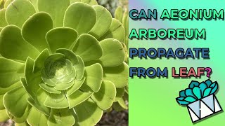 Can Aeonium Arboreum Propagate From Leaf & How To Best Grow It