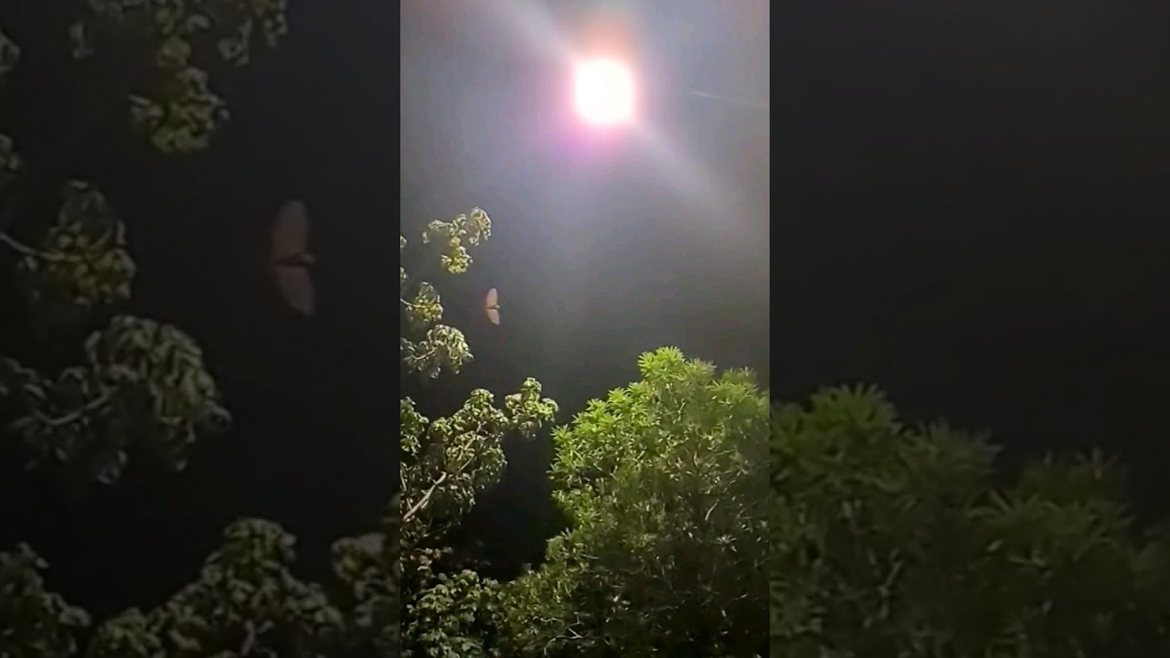 Huge bat flying at night Playa del Carmen Mexico 