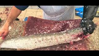 36 Inch Barracuda Fish Fantastic Cutting।। Long Whole Fish Filleting Skills।। Arabian Fish Cutting