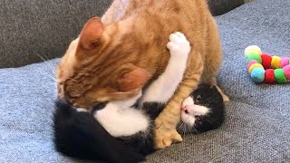 逆ギレする子猫