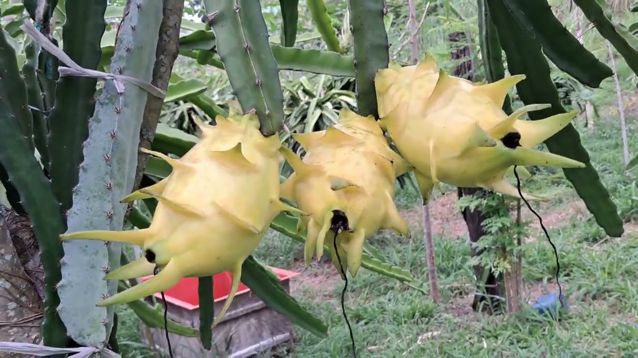 Aquilo que parecia impossível #pitayastuney !!!!!