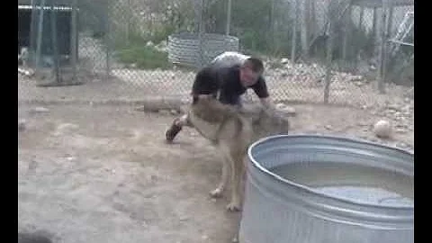 Wolf Play