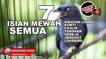 🔴Masteran Juara Srigunting Abu Abu 7 Variasi Suara Tembakan Terbaik 2023❗️