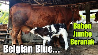Jumbo Baboon Gives Birth to Belgian Blue🔥🔥