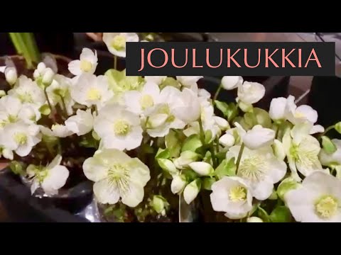 Video: Joulutähti - Joulukukka