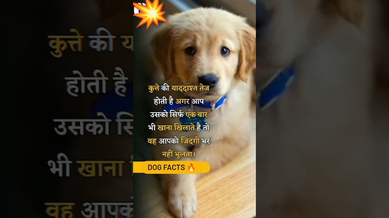 Dogs Memory Power In Reality 😧।। If You Food Dog He Will Remember Always 🔥।। 