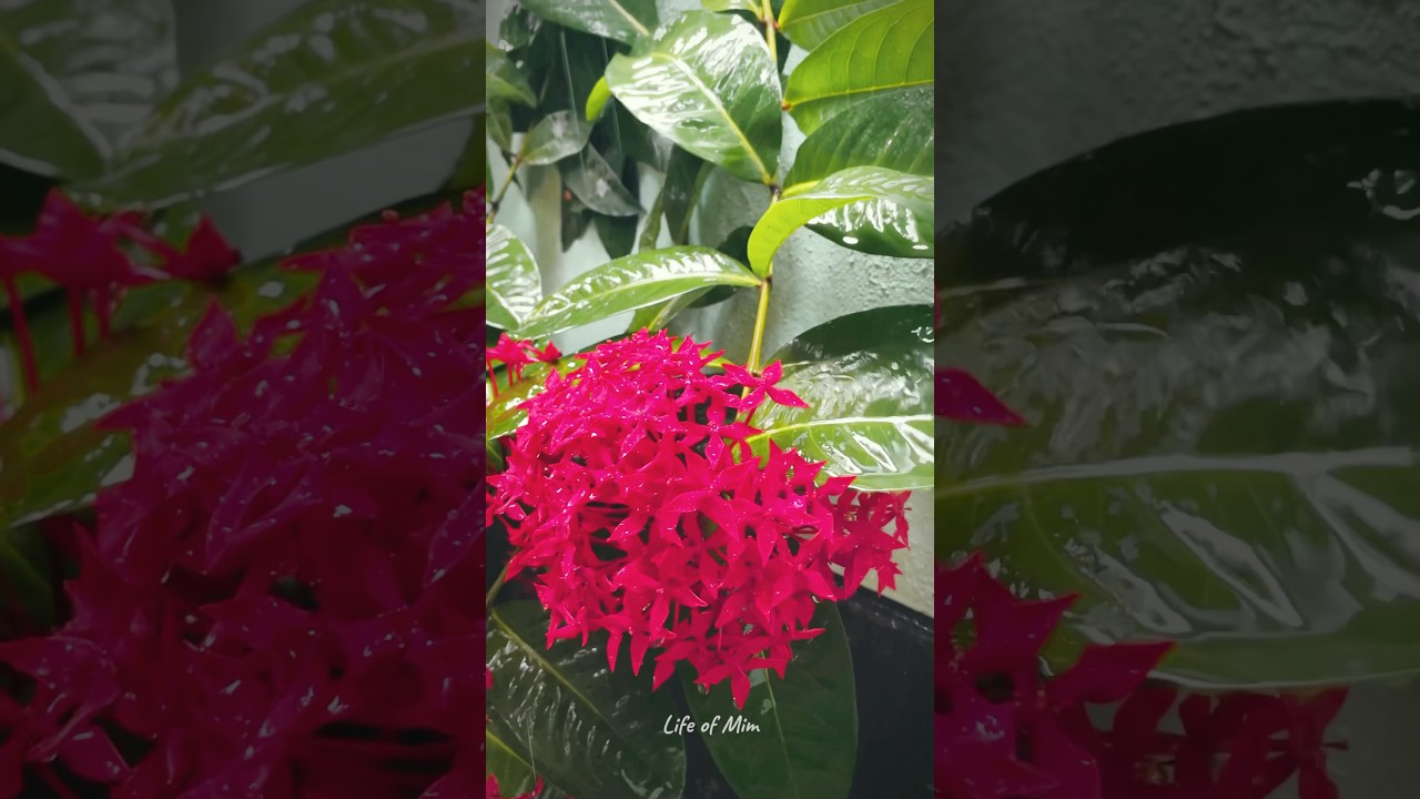 Rain makes flowers whisper their sweetest stories!