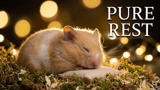 Warm Hamster Sanctuary 🐹 Peaceful Ambient Sounds for Rest