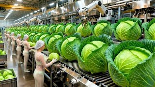 Inside an Automatic Cabbage Factory Line: From Whole Cabbage to Ready Salad (Full Process)