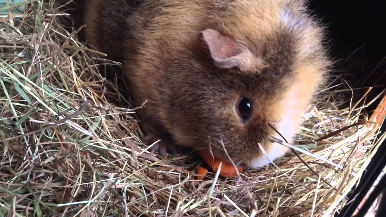 💙Our Morning Routine💙 bob & fred the guinea pigs