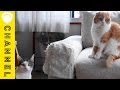 【DIY】「手作りソファーカバー」で猫ちゃん爪とぎ放題！｜C CHANNEL DIY