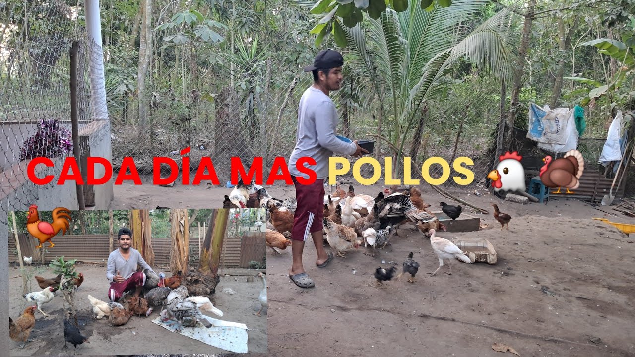 CHACA MUY FELIZ POR SU NEGOCIO DE GALLINAS CADA DÍA  HAY MAS POLLITOS 🐤 🐓🦃🐔