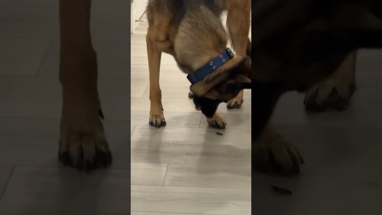 dog protec | omg what is that #malinois #protect #fyp #dogs #funny