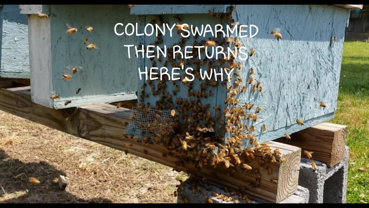 Colony Swarms To Tree Then Returns To Same Hive, Guess Why