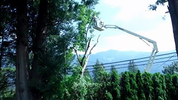 Walnut Tree Time Lapse