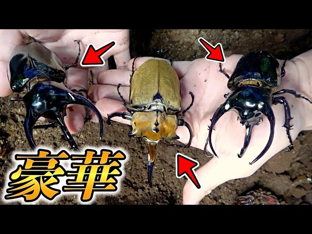 ⭐️⭐️⭐️スジブトヒラタ大型♂標本⭐️⭐️⭐️ スジブトヒラタクワガタ 大型ペア ♂65.5mm♀43.3mm 奄美大島 - Insect