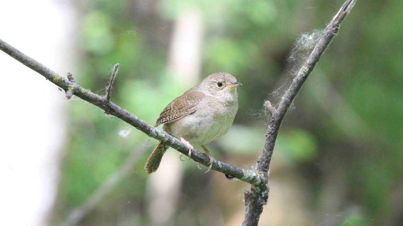 Singing House Wren YouTube