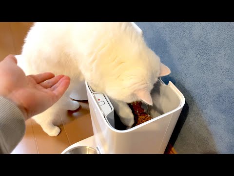 飼い主の目の前で大胆に盗み食いをするワル猫！