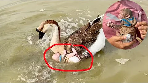 OH N0... Geese Bring Tny NB Lolo InTo Mud, Mom Hrd Walk In Mud To Take Him Back - DayDayNews