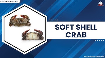 What is Soft shell crab?