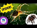 Arachnids and Their Fascinating World
