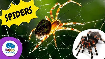 Surprising Facts About Spiders | Happy Learning 🕷️🕸️✨