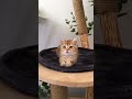 Baby Cats - Cute and Funny Cat Videos Compilation #9 #shorts