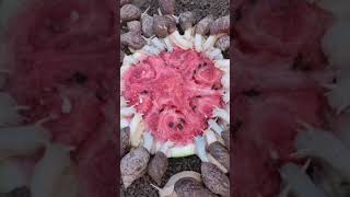 Snail eating time-lapse 🐌🍉