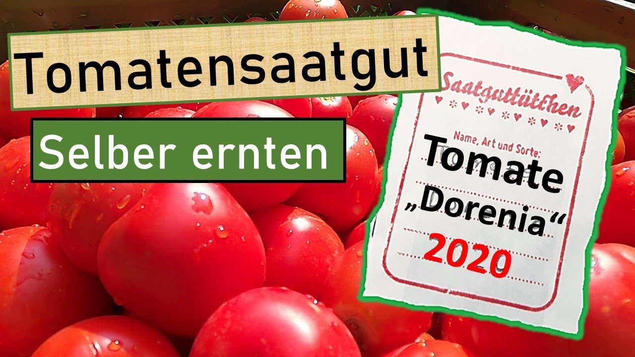 Eigenes Tomatensaatgut ernten🍅 Mit Backhefe | kurz und knapp gezeigt wie´s klappt | Saatenvielfalt💚