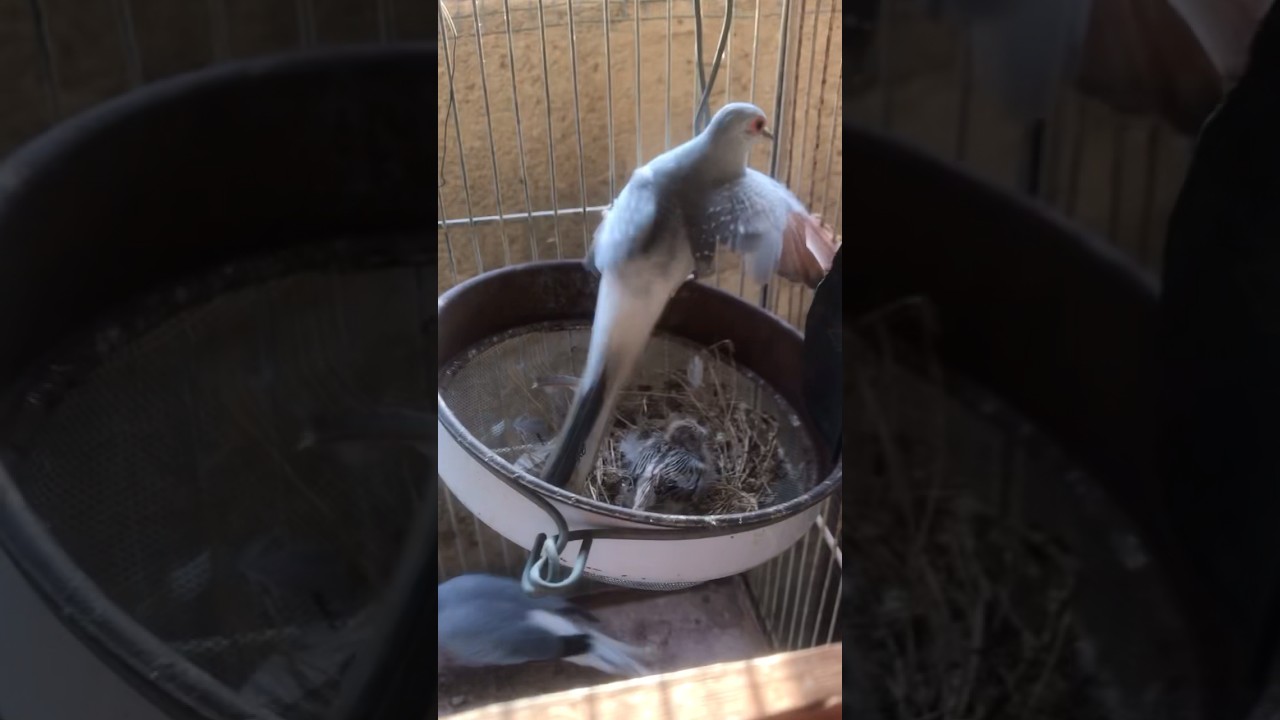 Dove breeding setup