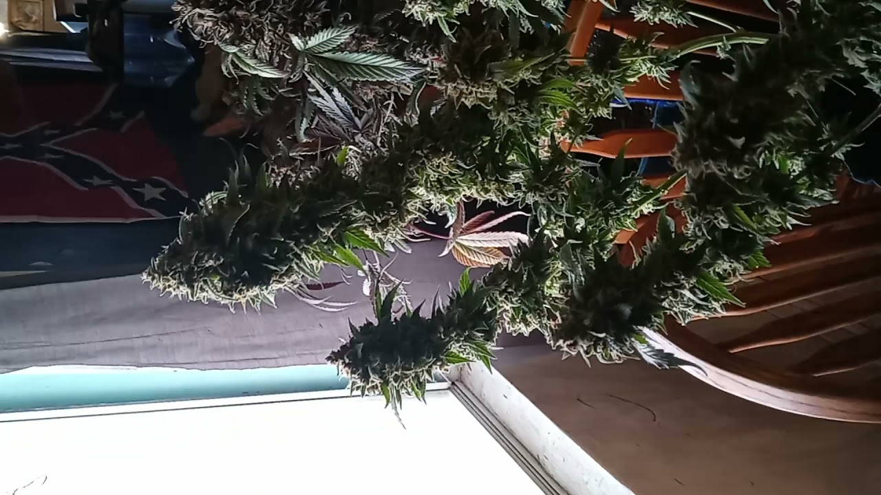 HARVEST TIME CHOCOLOPE AND GLUE 🔥 🔥 🔥