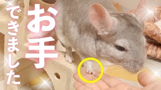 【チンチラ】ちっちゃな手でお手をしてくれるあずきちゃん【Chinchilla】