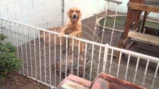 Ember figures out the pool fence