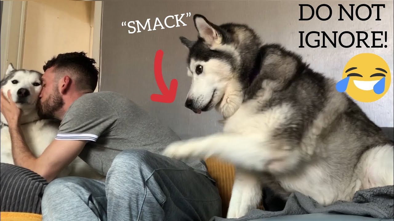 Jealous Husky Reacts To Cuddling Another Husky!! YouTube