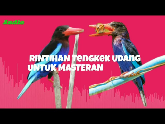 Masteran Tengkek Udang ada DUA Versi SUWARANYA class=