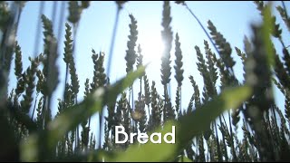 The story of Bread