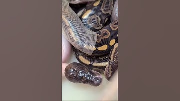 Baby Ball Python Shedding Part 1 #shorts