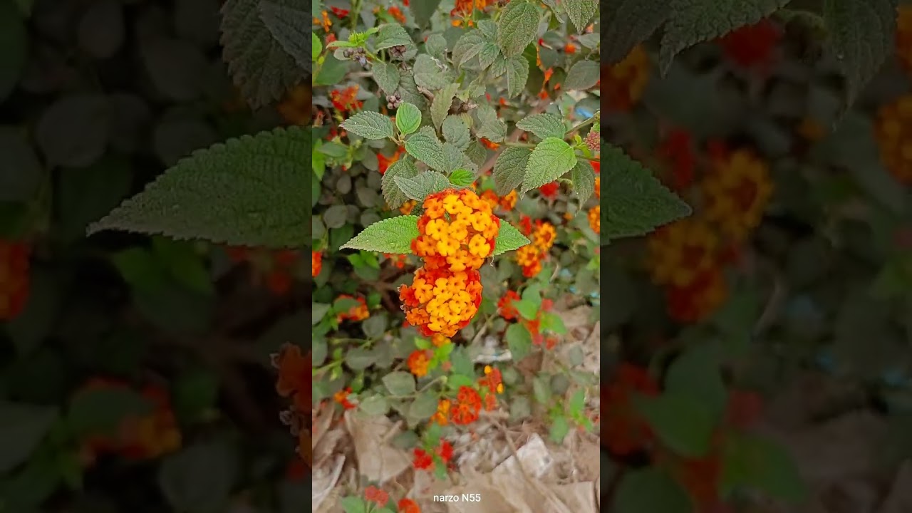 কি ফুল ❓❓//এ কেমন 😇বলো তো digha 