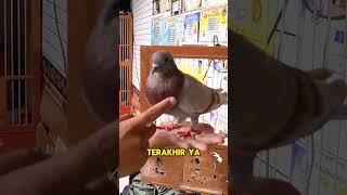 GILA MERPATI SEHARGA MOBIL! MERPATI LEGEND DELMONTE 😮 #iqbalizda #merpati #merpatibalap