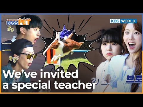 We’ve invited a special teacher 🏫 [Boss Pet : EP.8] | KBS WORLD TV 220923