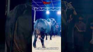 Big Brahman Bull "Rivo" of Farrukh Cattle Farm 2026 #cattleworld #nadiralipodcast #jntv