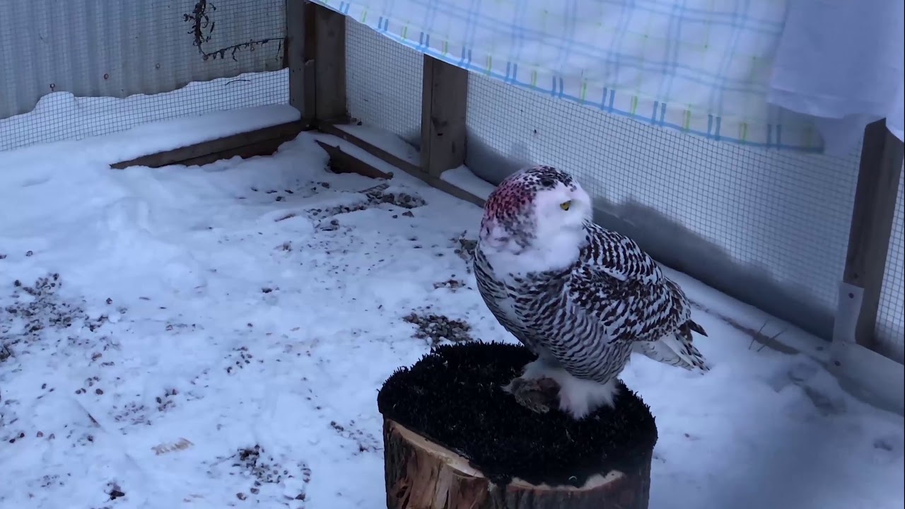 wildlife tea A snowy owl dives in to her meal!