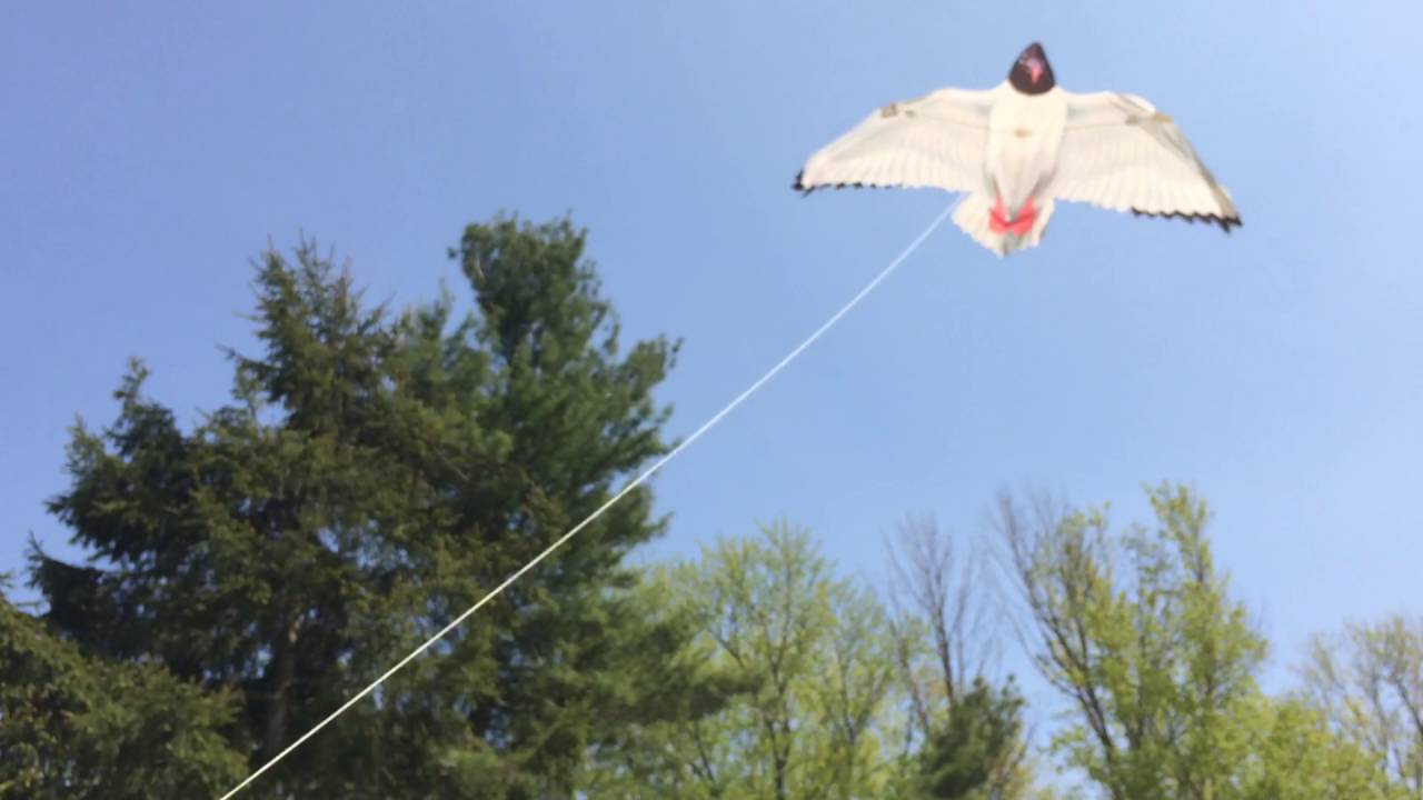 Seagull Kite YouTube