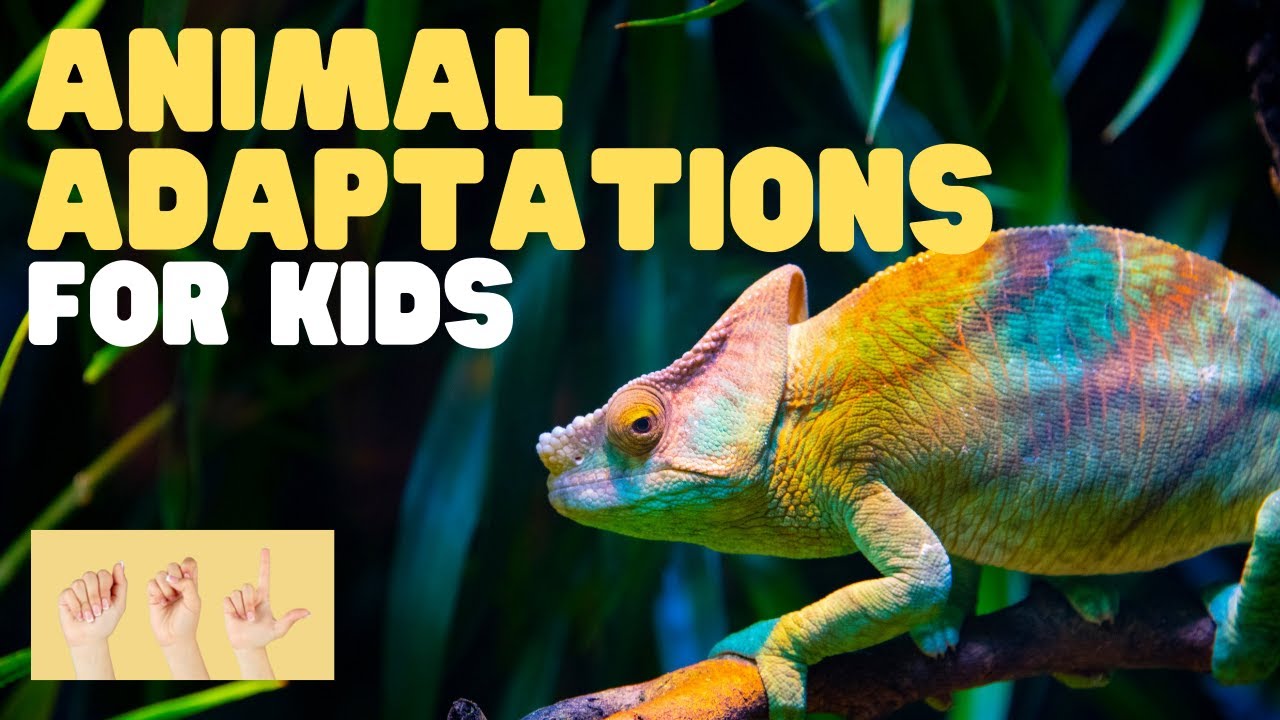 ASL Animal Adaptations for Kids - YouTube