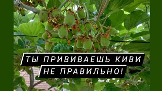 Прививка киви методом черным в зелёное.